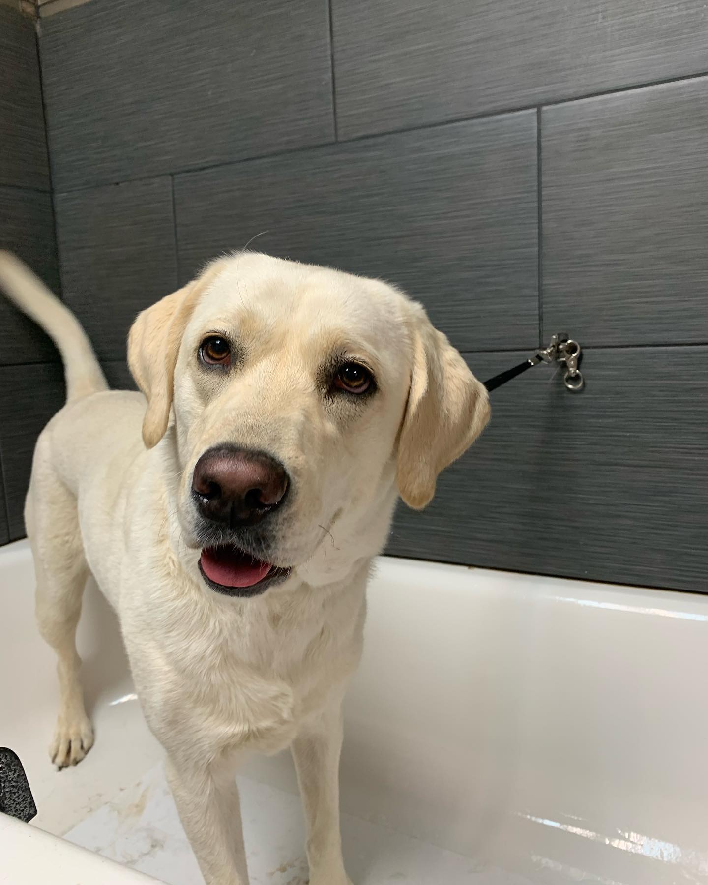 A freshly bathed yellow Labrador in the grooming tub at El Dorado Hills Pet Resort