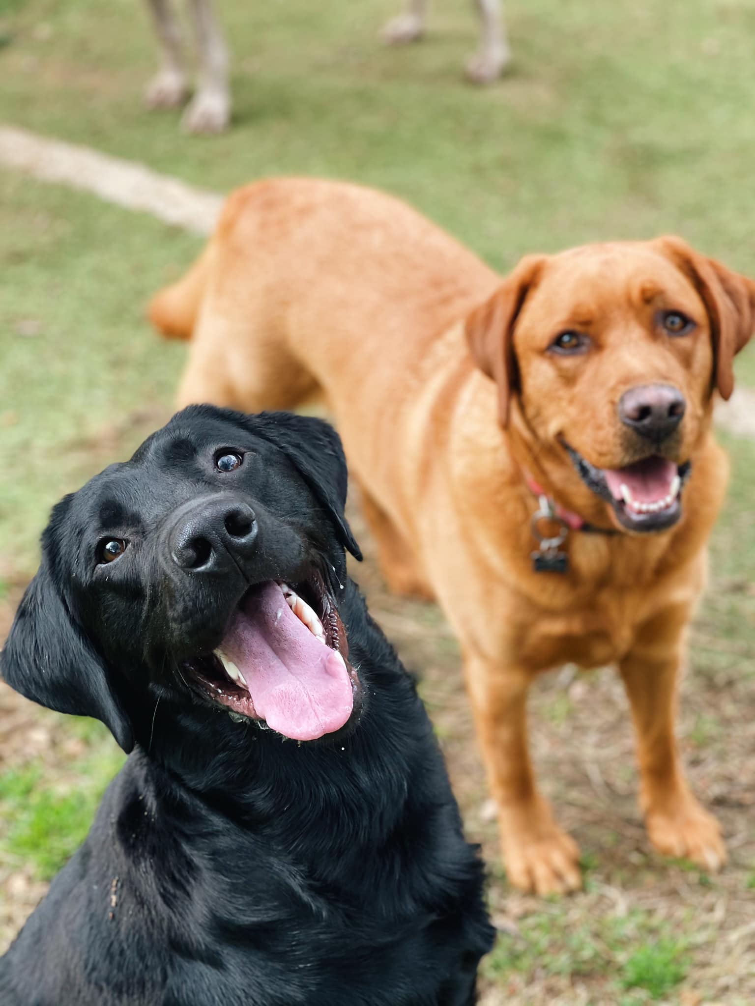 Two happy Labrador dogs in the yard at El Dorado Hills Pet Resort