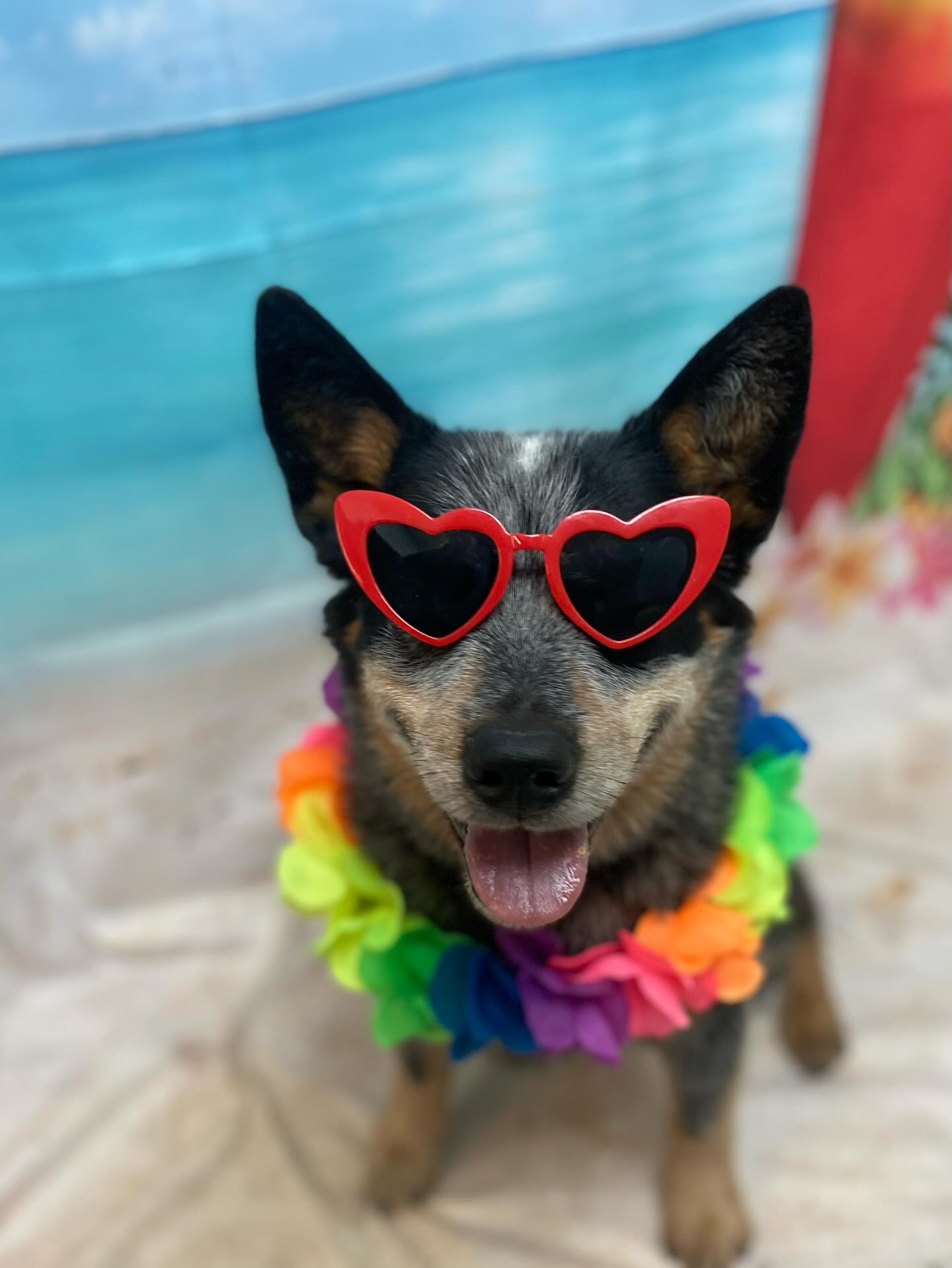 A happy dog enjoying a stay at El Dorado Hills Pet Resort