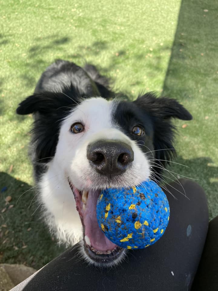 A happy dog playing with a ball during daycare at El Dorado Hills Pet Resort