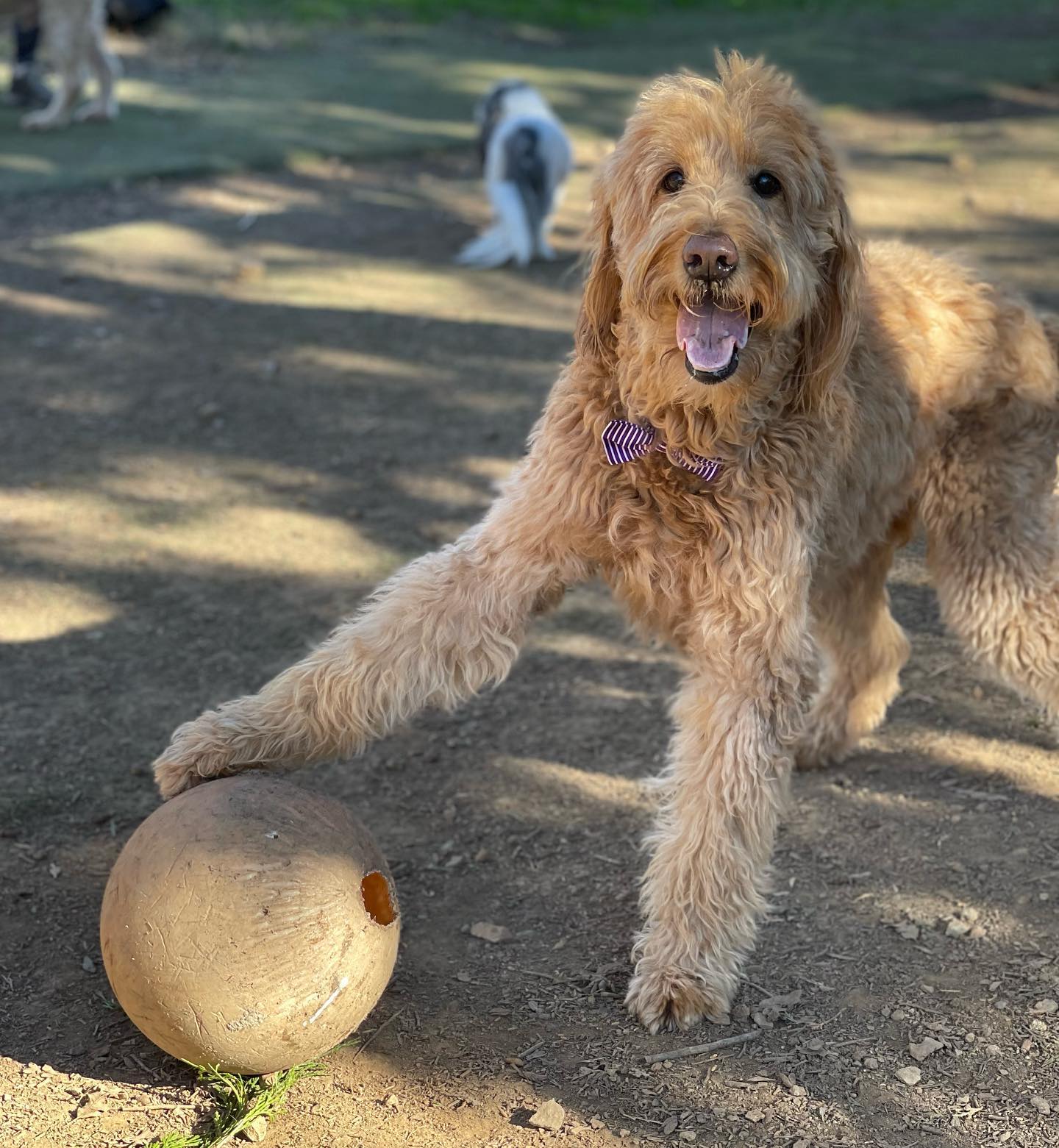 A happy goldendoodle playing with a ball in the yard at El Dorado Hills Pet Resort