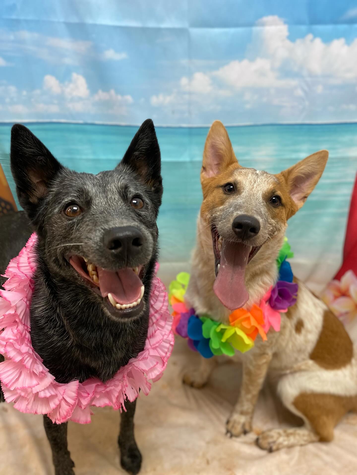 Two happy dogs wearing flower leis at an El Dorado Hills Pet Resort photoshoot