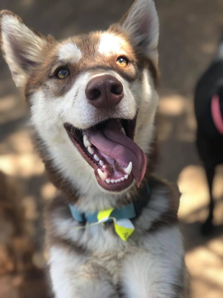 A happy smiling husky at El Dorado Hills Pet Resort
